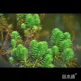 高度60厘米狐尾藻