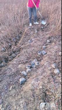 高度50厘米密枝红叶李