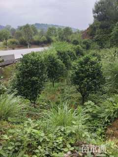 高度200厘米茶花