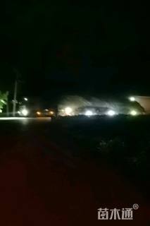 15公分美国红枫