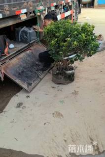 高度60厘米地中海荚蒾