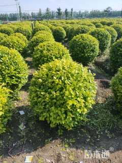 冠幅80厘米金叶女贞球