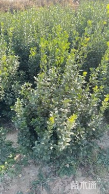 冠幅40厘米冬青球