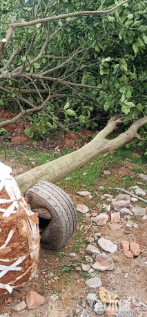 20公分丛生香泡