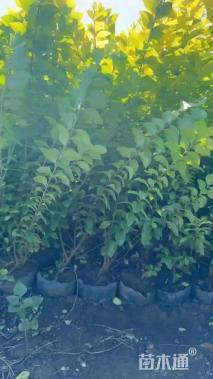 高度60厘米金叶女贞