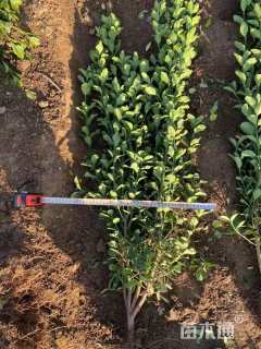 高度150厘米北海道黄杨