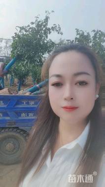 高度130厘米低杆月季