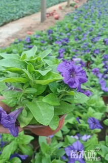 高度15厘米牵牛花