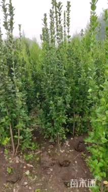 高度180厘米北海道黄杨