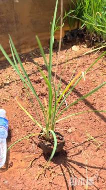 高度25厘米紫娇花