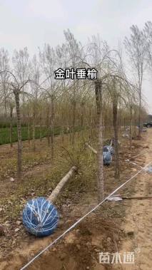8公分金叶垂榆