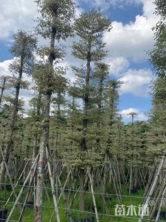 12公分锦叶榄仁