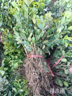 高度5厘米瓜子黄杨