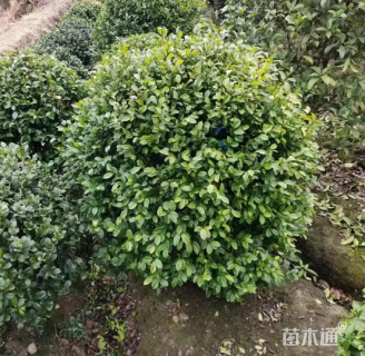 冠幅150厘米含笑球