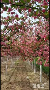 5公分白兰地海棠