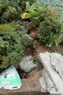 高度90厘米枫香小苗