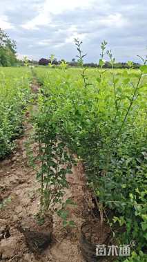 高度55厘米小叶女贞