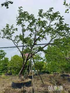 19公分造型乌桕