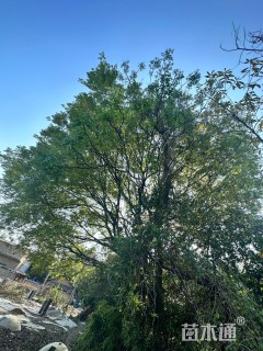 150公分丛生朴树