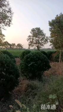 冠幅100厘米大叶黄杨球