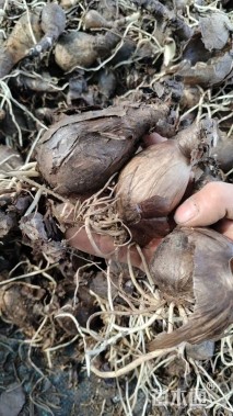 高度10厘米石蒜