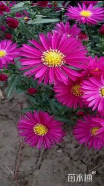 高度15厘米荷兰菊