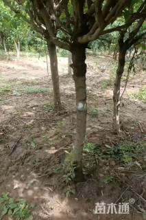 高度350厘米蜡梅