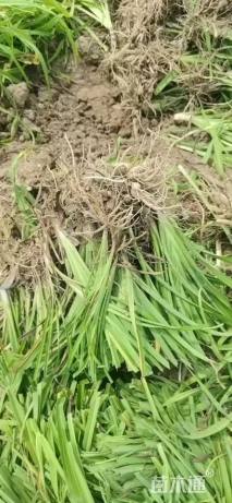 高度30厘米大花萱草