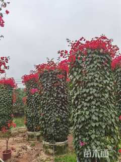 高度280厘米三角梅