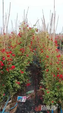 120厘米藤本月季