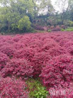 冠幅200厘米红花继木球