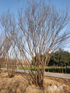 高度700厘米丛生茶条槭