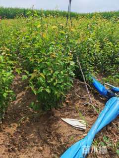 高度60厘米山杏小苗