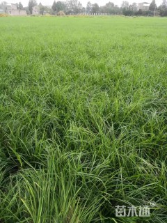 高度15厘米麦冬