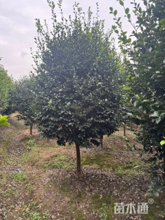 高度150厘米高杆茶梅