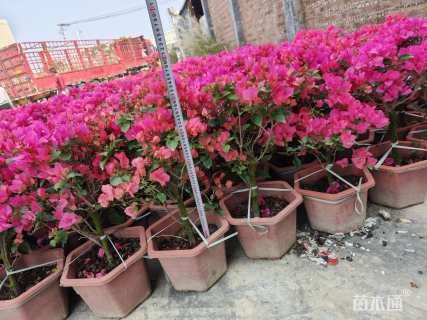 高度60厘米三角梅