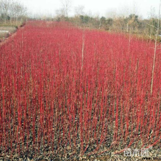 高度150厘米红瑞木