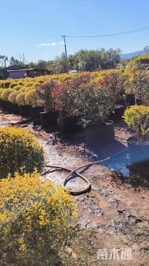 冠幅60厘米亮晶女贞球