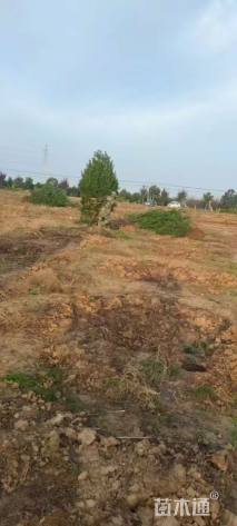 高度300厘米白皮松