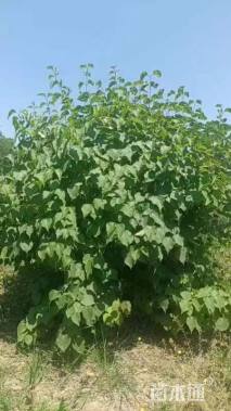 高度250厘米丛生丁香