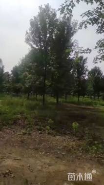 20公分美国红枫-红点