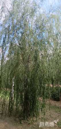 26公分垂柳