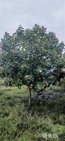 高度250厘米木芙蓉