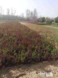高度50厘米紫叶小檗