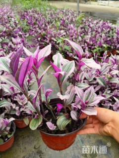 高度20厘米吊兰