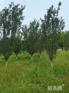 15公分西府海棠