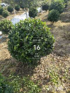 冠幅100厘米金森女贞球