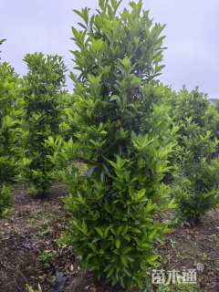 高度180厘米法国冬青