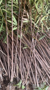 高度150厘米夹竹桃