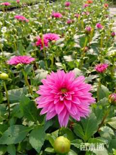 高度40厘米大丽花